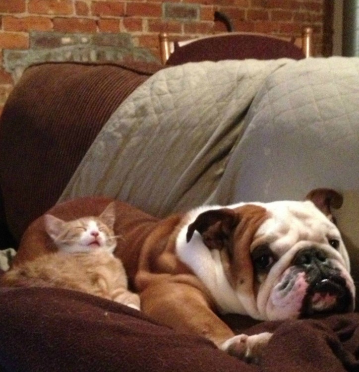 GATO ACOSTADO SOBRE UN BULLDOG