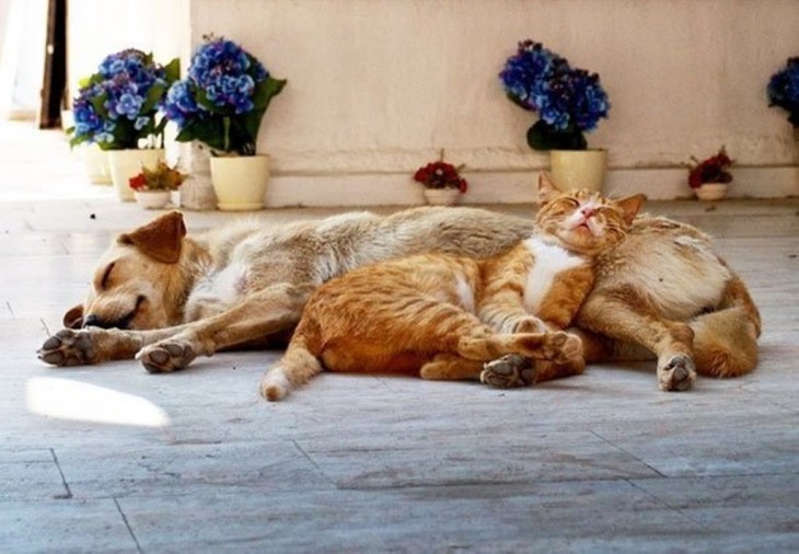 gato en un jardín de violetas acostado junto al perro