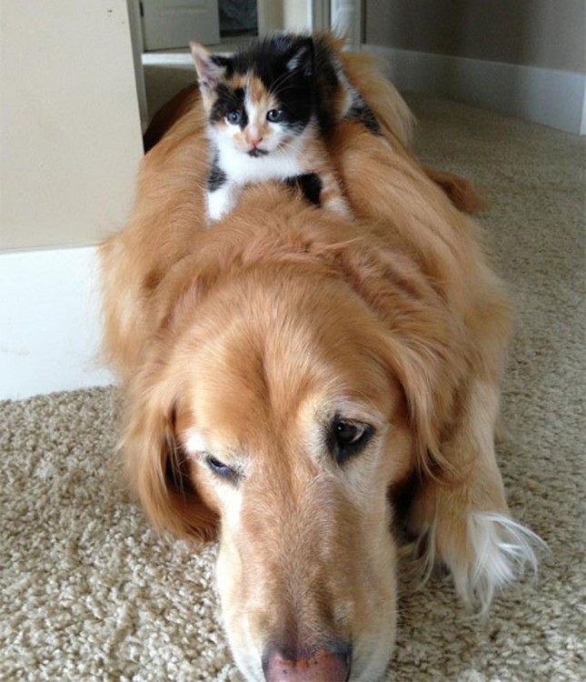 gata encima de un labrador