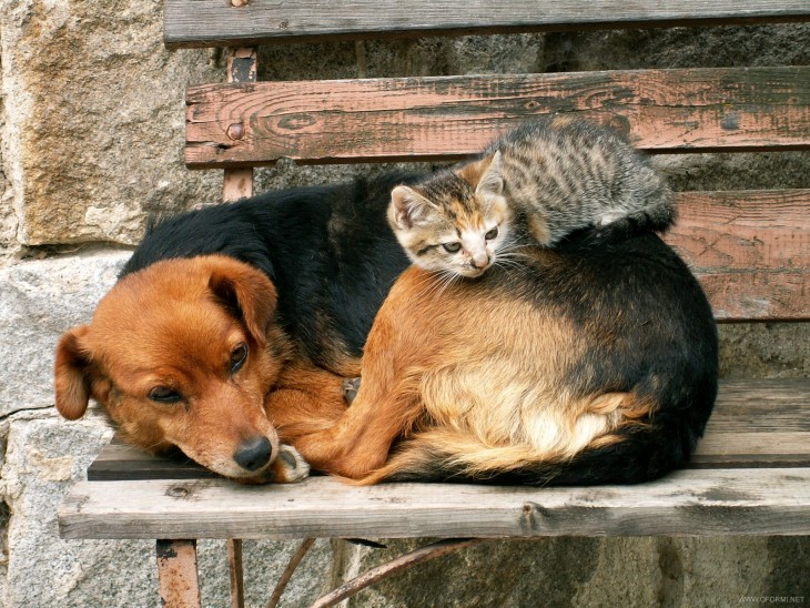 gato atigrado sobre un perro criollo