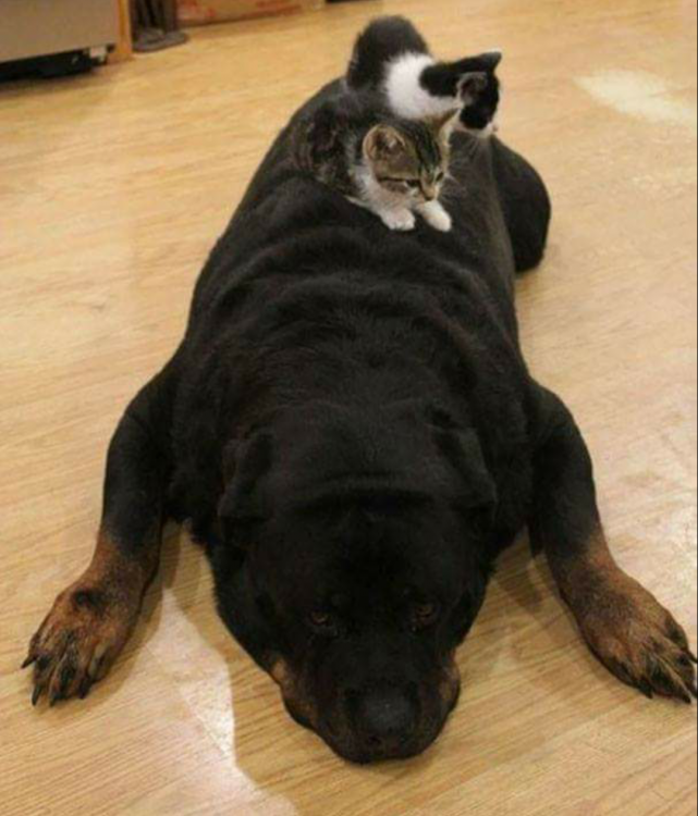 Dos gatitos encima de un rottweiler dormido