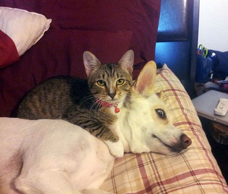 gato atigrado encima de perro blanco que parece corgi