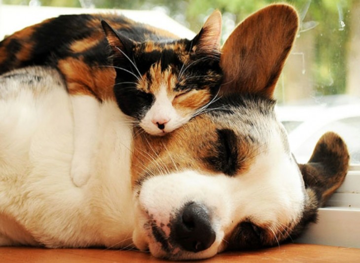 gata recargada en el cuello de un perro corgi