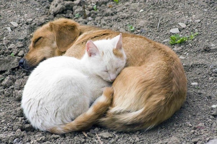 Adorable unión entre u nperro y un gato al dormir