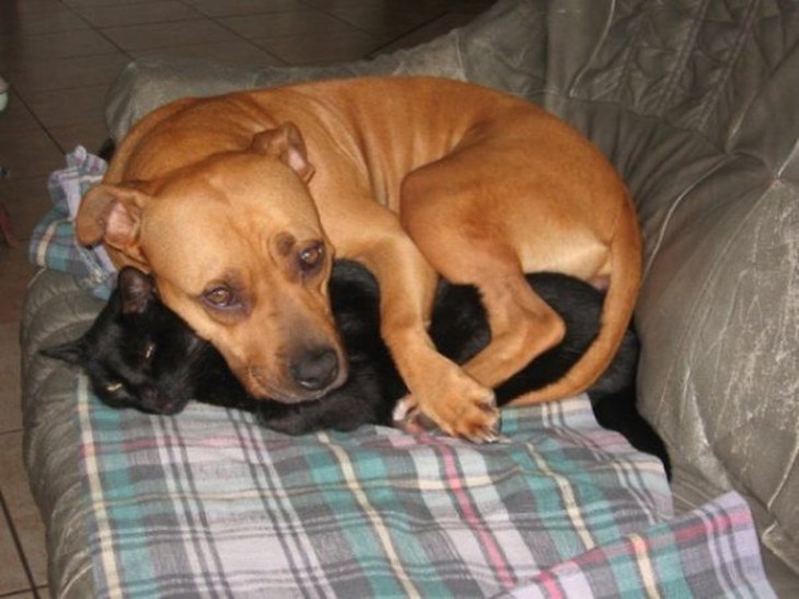 Perro abrazando al gato para dormir