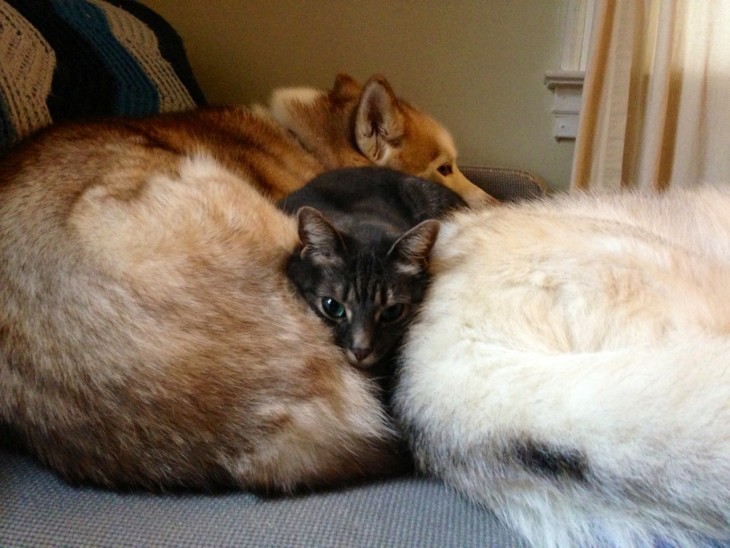 Un gato entre dos perros acostado muy placidamente