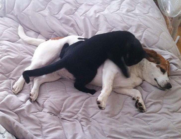 Gatao negro encima de un gato blanco sobre una cama