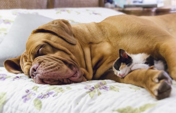 Mastin napolitano acostado con una linda gatita