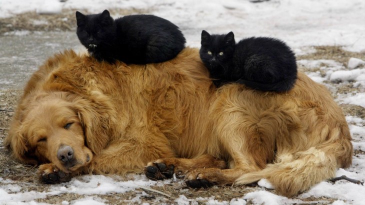 Una cama doble. Perro duerme con dos gatos negros encima.