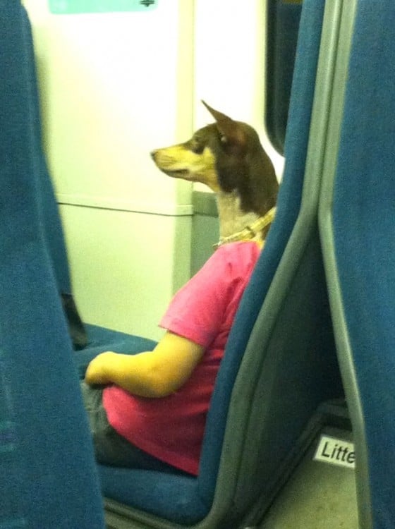 parece que un perro va viajando en el avión