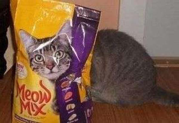 este gato parece que tiene la cabeza adentro del paquete de comida
