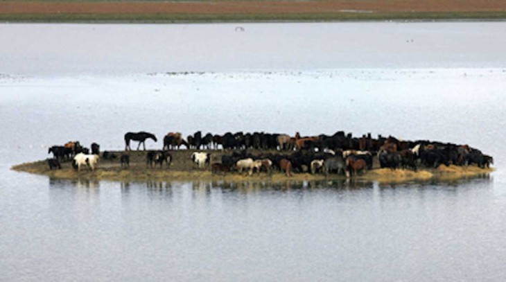 caballos atrapados en medio de una isla en Holanda 