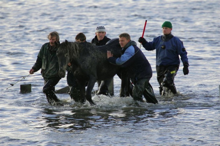 hombres escoltando a un caballo en medio del mar en Holanda 