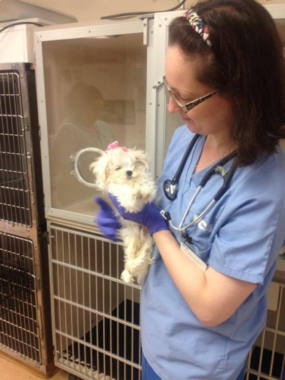 veterinaria con la perrita copo de nieve en sus brazos en plena recuperación 