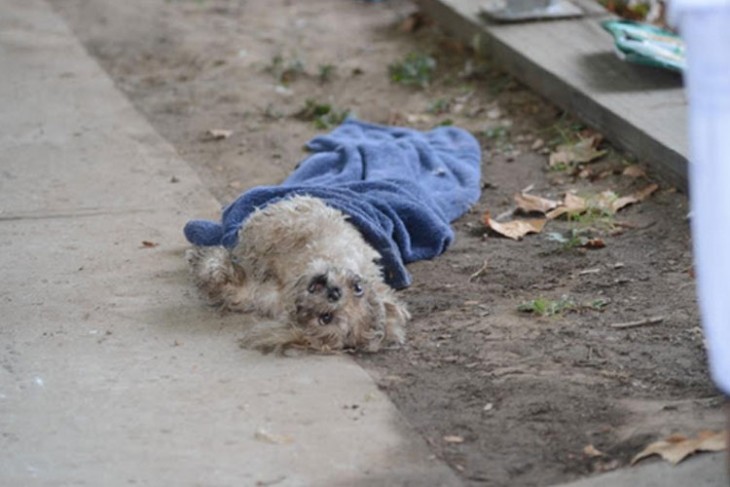 perrita tirada en la calle envuelta en una toalla azul 