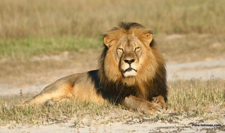 un león acostado en el suelo en un poco de pasto seco 