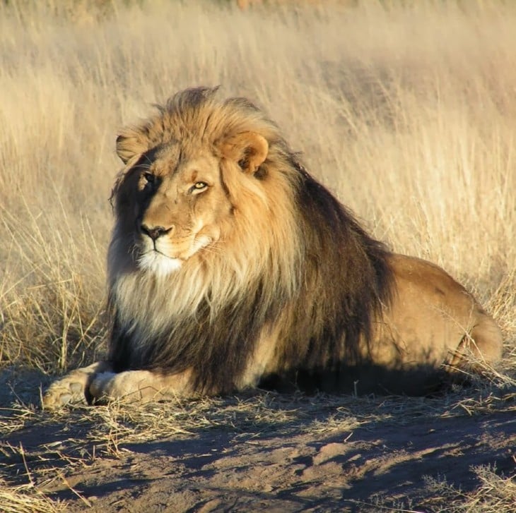 león echado en el suelo cerca de un pastizal seco 