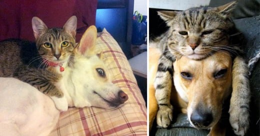 Estos gatos se aprovechan de la nobleza de los perros