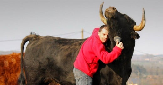 Este hombre y su mejor amigo.. su Toro de Lidia