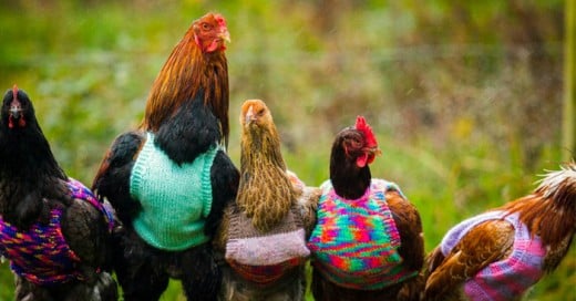 Mujer les hace sus suéteres a sus amigas gallinas