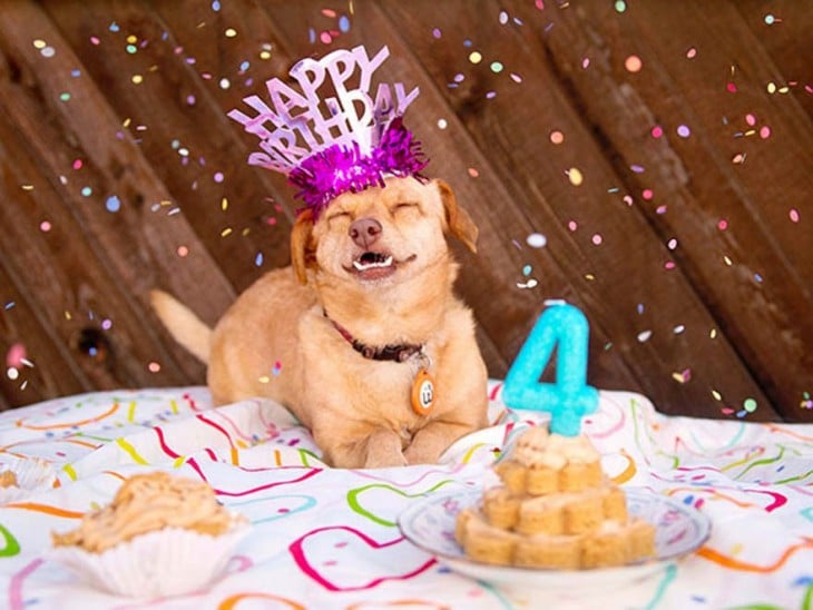 una perrita con un gorro de feliz cumpleaños frente a un pastel con un número cuatro encima 