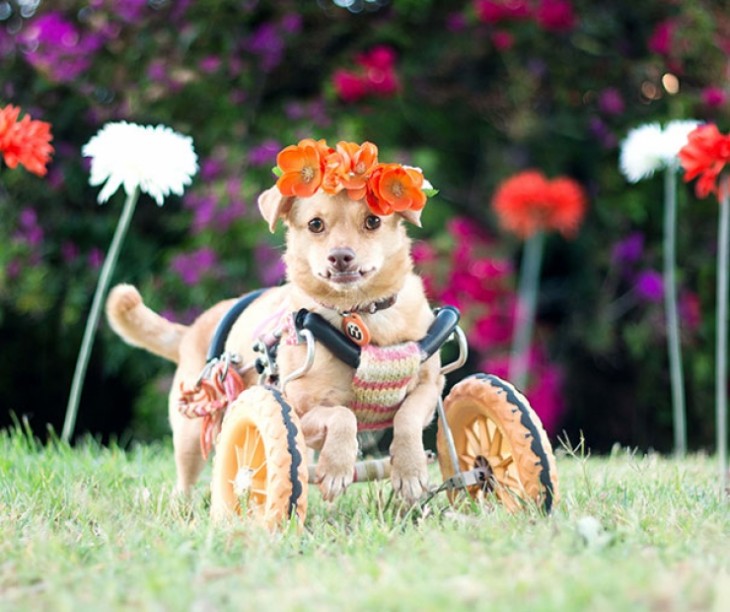 perrita en una silla de ruedas con un adorno de flores en su cabeza 