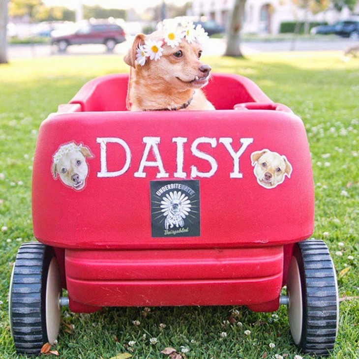 perrita sobre un carrito en color rosa con el nombre de Daisy 