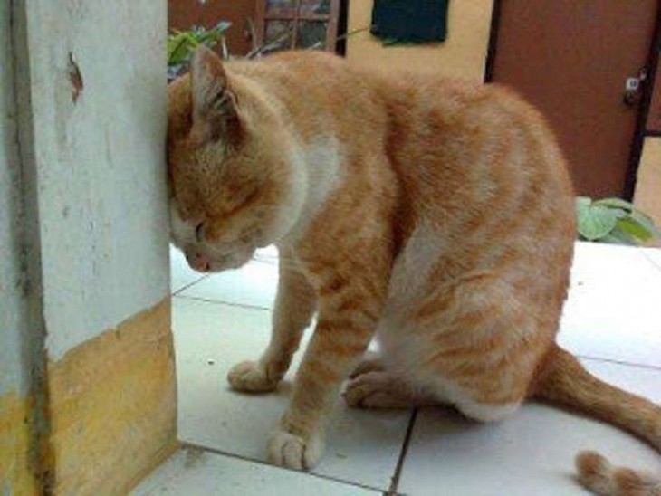 GATO CON LA CABEZA PRESIONADA EN LA ESQUINA DE UNA PARED