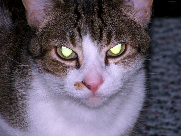 cabeza de un gato de dos colores con los ojos brillosos y viendo fijamente hacia enfrente 