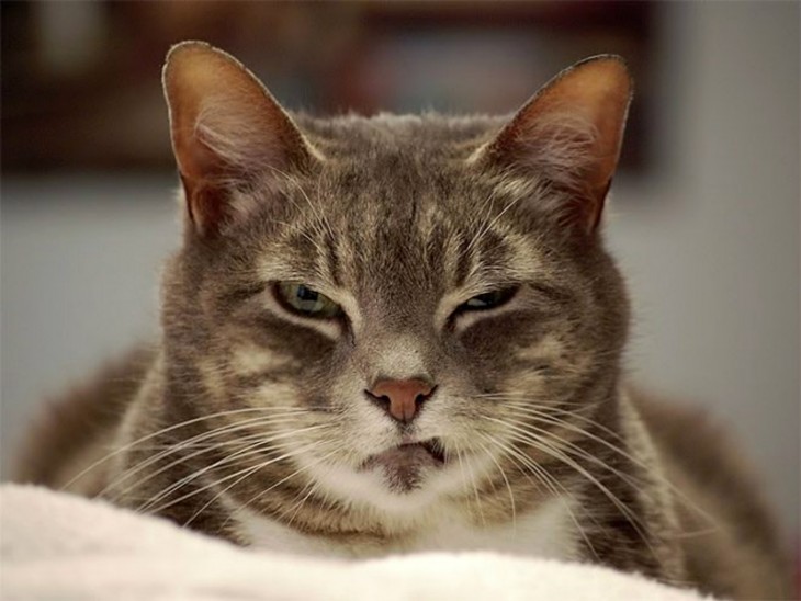 cara de un gato con un ojo entre cerrado mirando fijamente hacia enfrente 