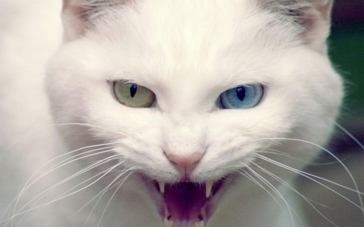 cara de un gato blanco con ojos de colores y abriendo el hocico