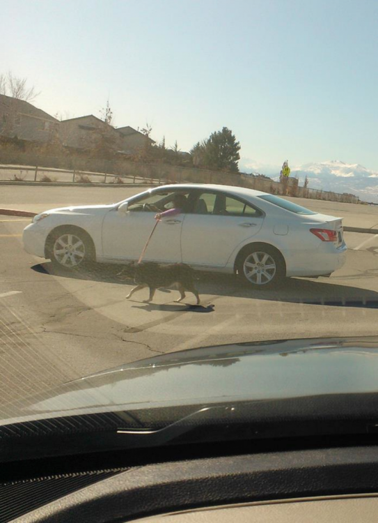 mujer en su carro paseando su perro por medio de una ventana 