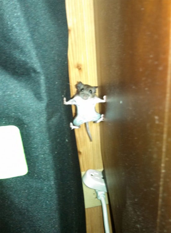 foto de un ratón en sosteniéndose en medio de dos muebles 