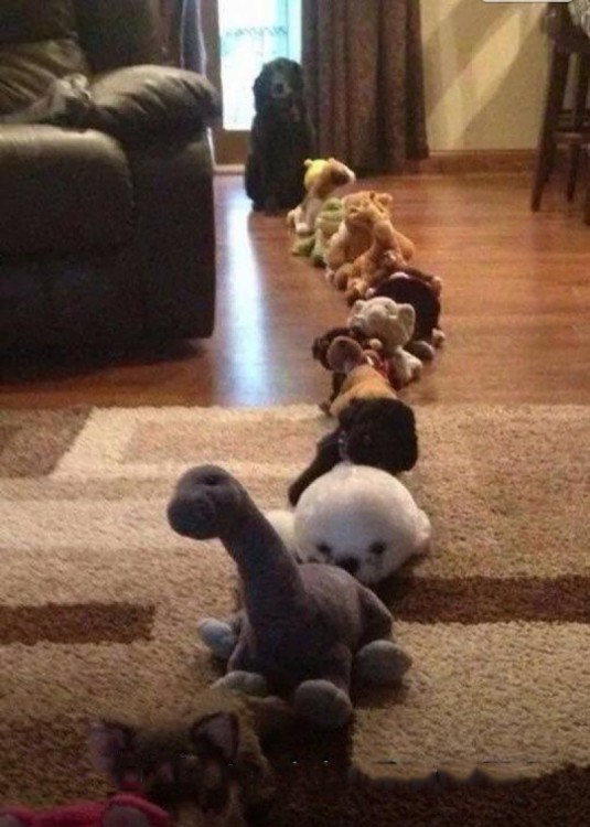 fila de peluches en la sala de una casa donde al final esta un perro 