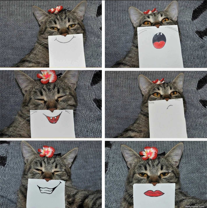 Fotos de un gato con diferentes bocas pintadas en un papel 