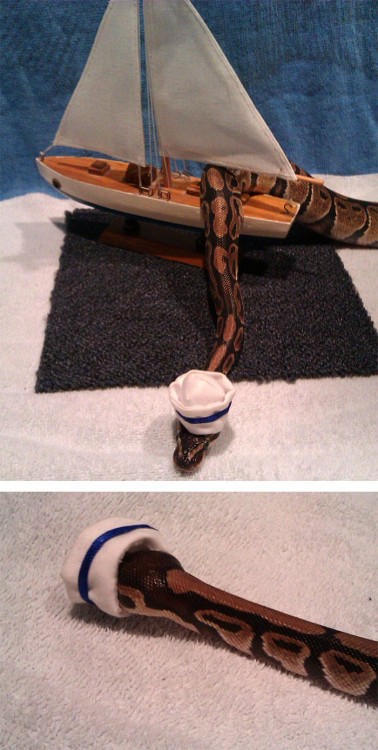 serpiente sobre un barco con un sombrero de marinero 