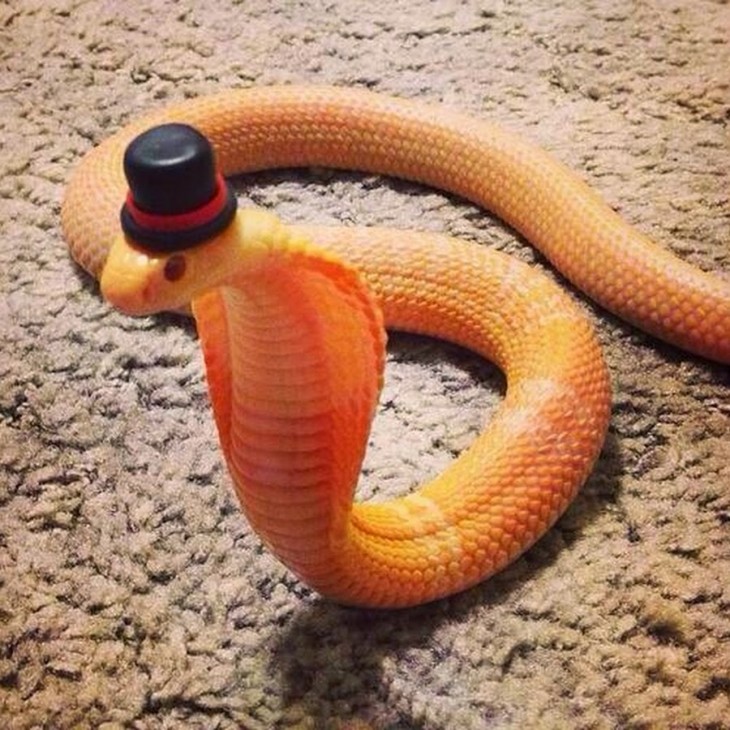 una cobra sobre el suelo con un gorro en color negro y una cinta en color rojo 