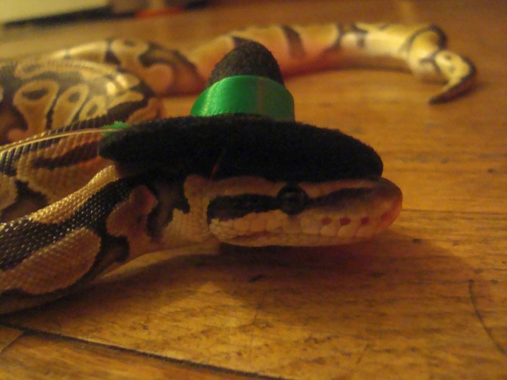 cabeza de una serpiente con un sombrero negro y una cinta verde 
