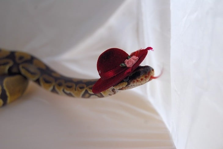 serpiente sobre una superficie blanca con un sombrero rojo 