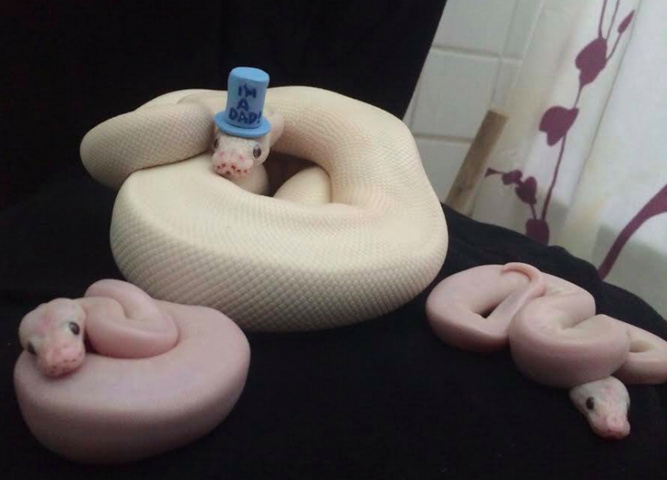 tres serpientes enroscadas y la de en medio con un sombrero azul 