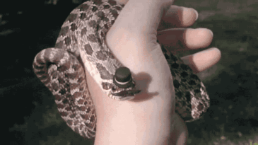 gif de una serpiente sobre una mano con un pequeño sombrero en color negro 