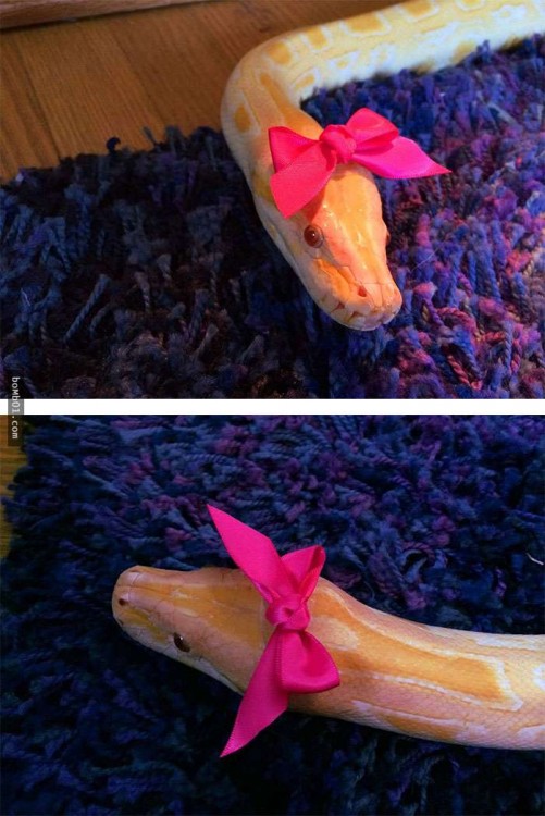 cabeza de una serpiente adornada con un moño en color rosa 