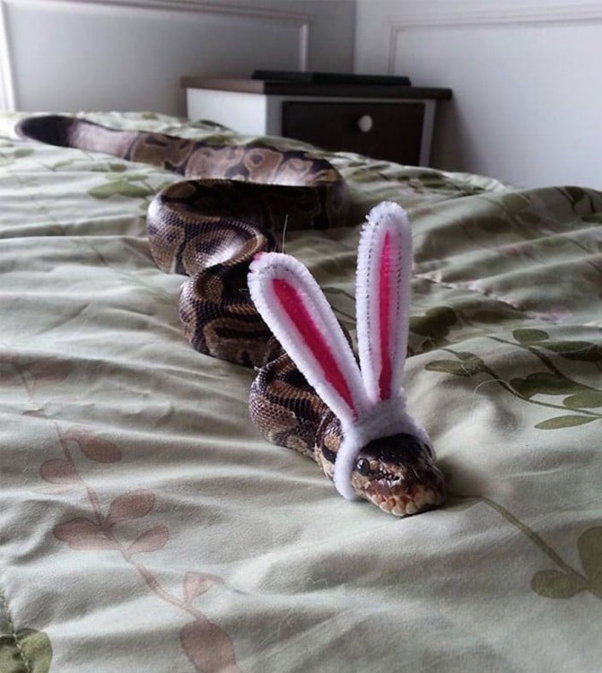 serpiente sobre una cama con orejas de conejo 