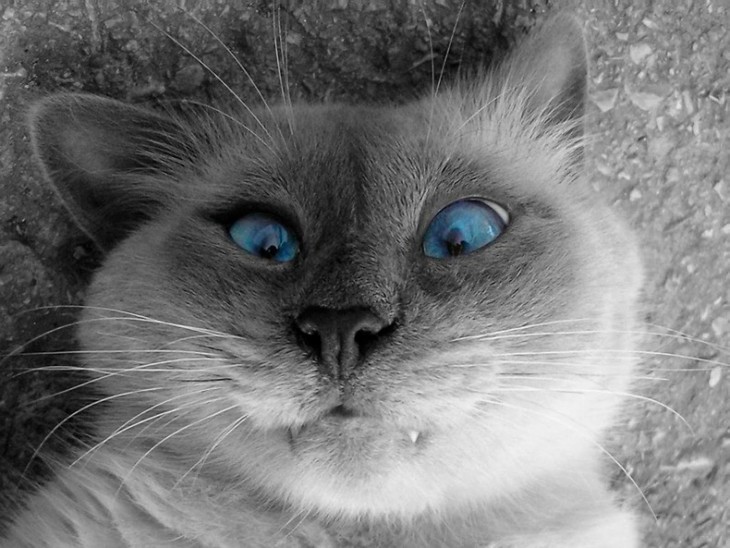 gato con ojos azules y picaduraen una mejilla