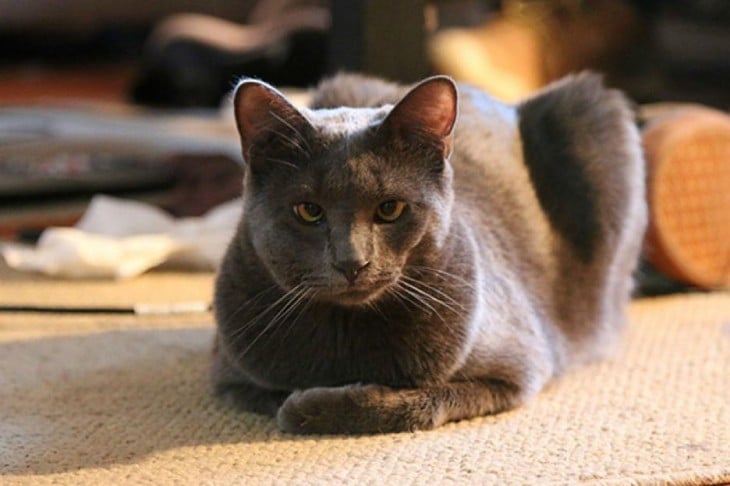 gato de angora con una picadura de avispa