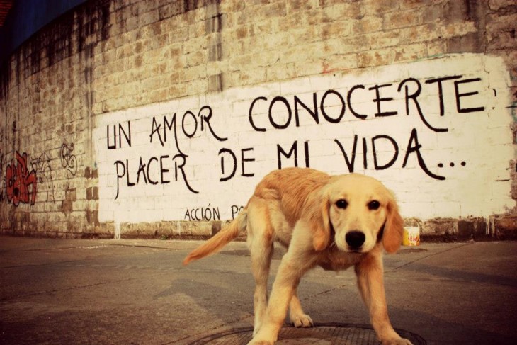 frase de acción poética en una pared y un perro frente a esa pared 