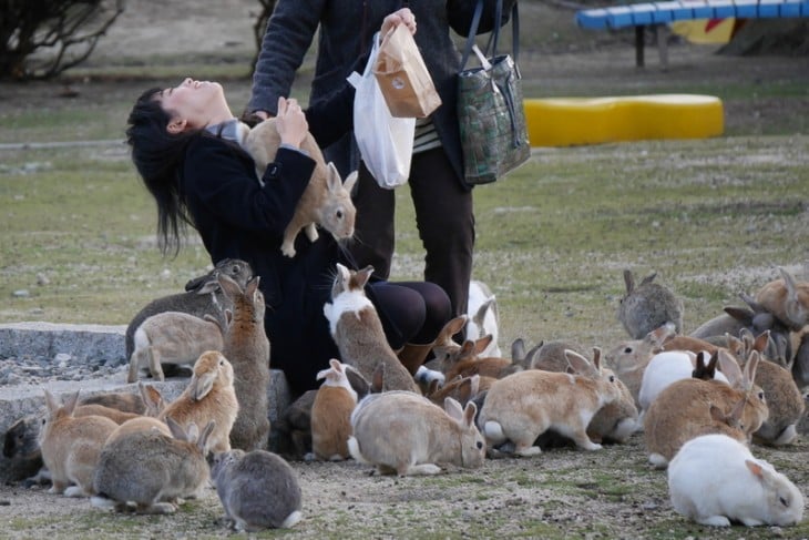 Okunoshima es una isla llena de conejos en el Mar Interior, Japón 