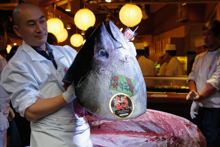 Cabeza de pez de 222 kg (489 lbs) en un restaurante de sushi 