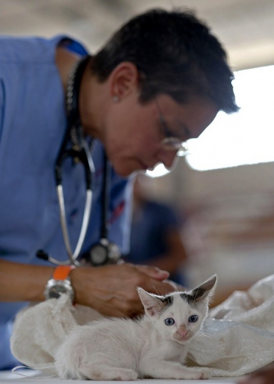 mujer atendiendo a un pequeño gato 