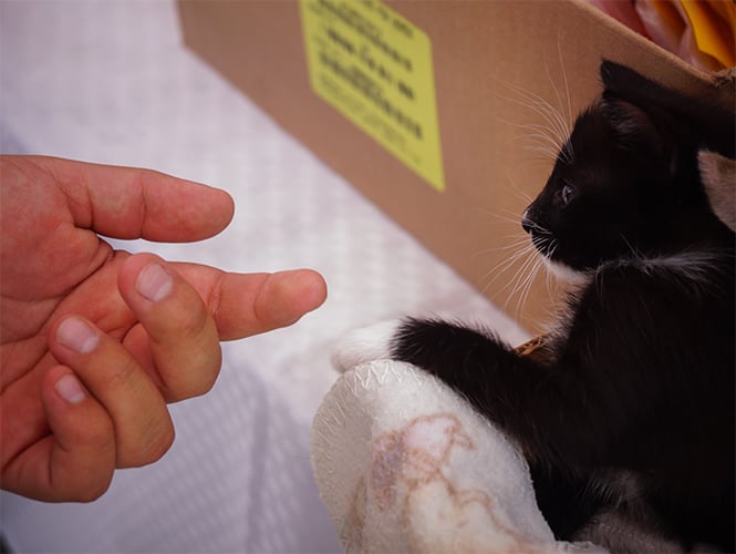 mano de una persona frente a un gato en color negro 